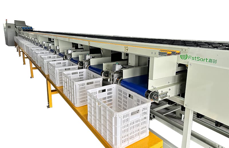 bell pepper sorting grading machine.jpg